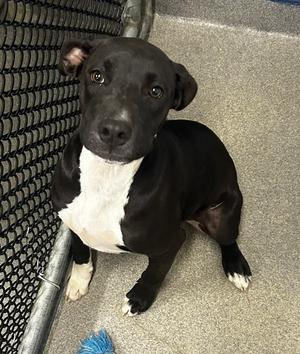Shadow 5mo (AVA 10/28), Labrador Retriever, available for adoption