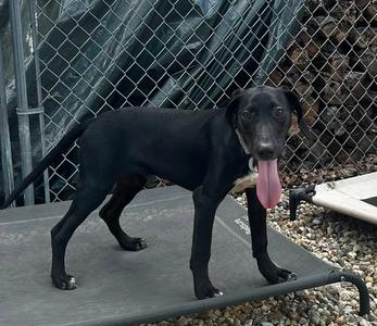 Bubba 4 months AVAILABLE 8/5, Labrador Retriever, young, available for adoption