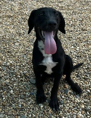 Junior 4 months AVAILABLE 8/5, Labrador Retriever, young, available for adoption