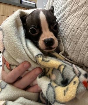 Freddy, Boston Terrier, puppy, available for adoption