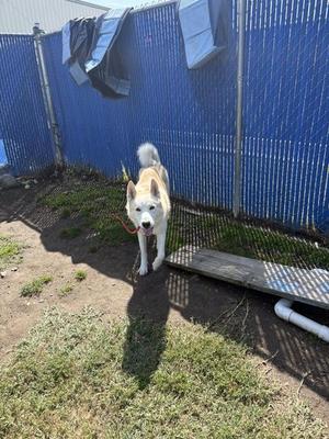 Bear, Siberian Husky, adult, available for adoption