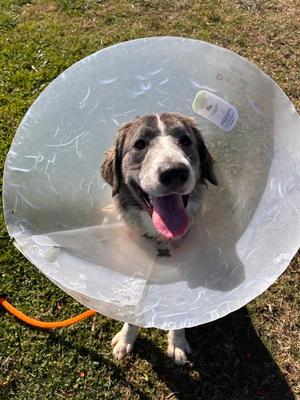 Guinevere, Great Pyrenees, young, available for adoption