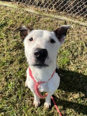 Gabe, Bull Terrier, young, available for adoption