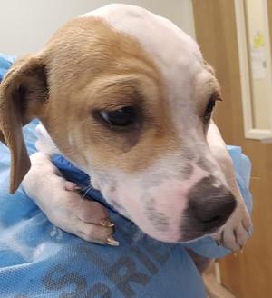 A close-up of a brown and white puppy wearing a blue blanket, looking directly at the camera with a sad expression.