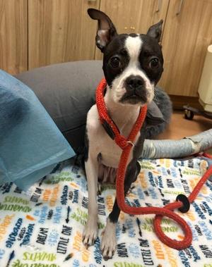 Buffy, Boston Terrier, young, available for adoption
