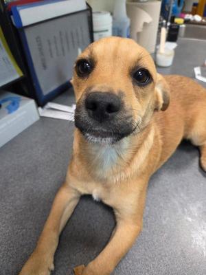 Hecla, Shepherd, puppy, available for adoption