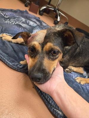 Barbie, Shepherd, young, available for adoption