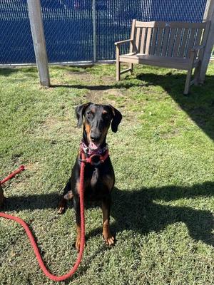 Emmy, Doberman Pinscher, young, available for adoption