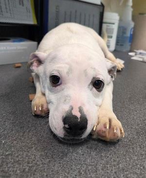 David, Shepherd, puppy, available for adoption