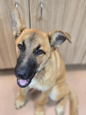 A close-up of a light brown dog with a black muzzle, sitting on a wooden floor, looking up with its mouth slightly open.