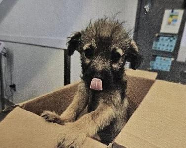 Boogie, Terrier, puppy, available for adoption