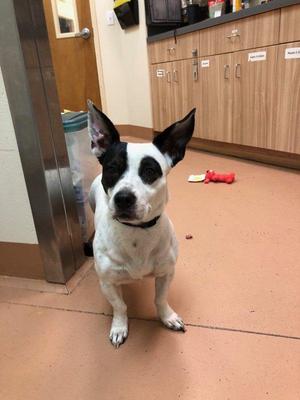 Chispa, Terrier / Dachshund, adult, available for adoption