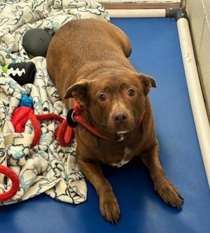 Ember, Shepherd / Pit Bull Terrier, adult, available for adoption