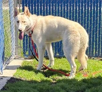 Aurora, Siberian Husky, young, available for adoption