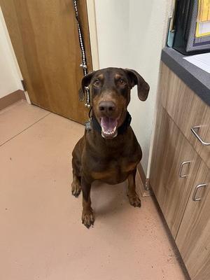 A brown and black dog sitting on a tiled floor, looking up with its mouth open, in a room with wooden cabinets and a door in the background.