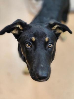 Blackjack, Shepherd, young, available for adoption