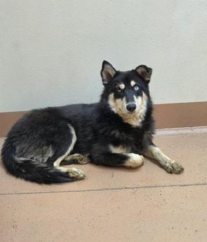 Enzo, Siberian Husky, adult, available for adoption