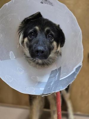 Ambelina, German Shepherd Dog, young, available for adoption