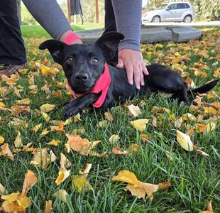 Cookie, Chihuahua, young, available for adoption