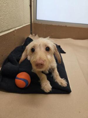 Boo, Terrier, puppy, available for adoption