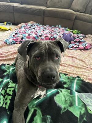 Babygirl, Mastiff / Great Dane, young, available for adoption