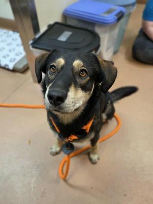 Hank, German Shepherd Dog, adult, available for adoption