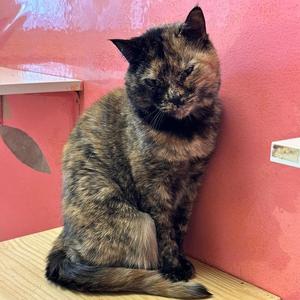 Bella, adult, available for adoption