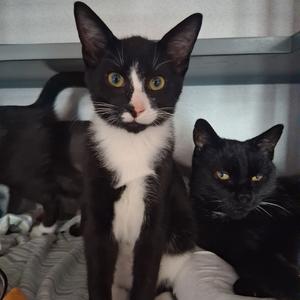 Augustus, kitten, available for adoption