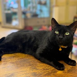 Anu, adult, available for adoption