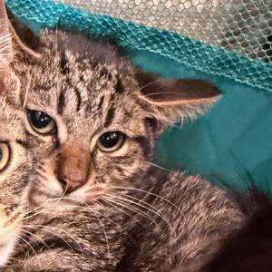 Badger, kitten, available for adoption