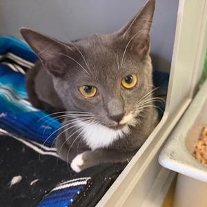 Abrielle, kitten, available for adoption