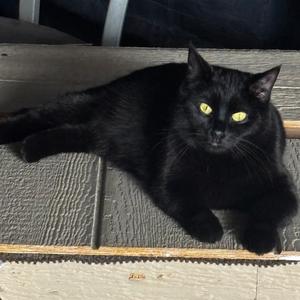 Alba, adult, available for adoption