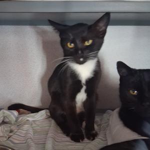 Two black cats with white chests sitting on a blanket