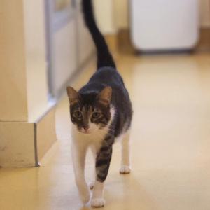 A black and white cat with tabby markings on its face walks forward in a hallway.