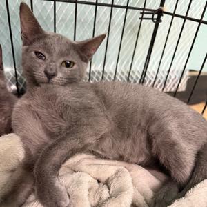 Billy Gray, kitten, available for adoption