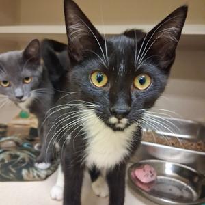 Aristotle, kitten, available for adoption