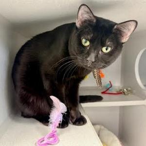 Baby Blue, adult, available for adoption