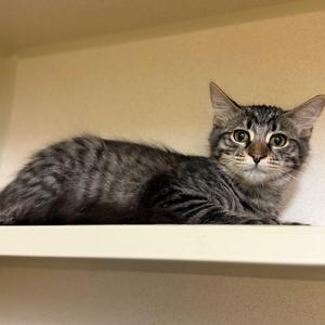 Bear, kitten, available for adoption