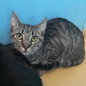 Alder, young, available for adoption