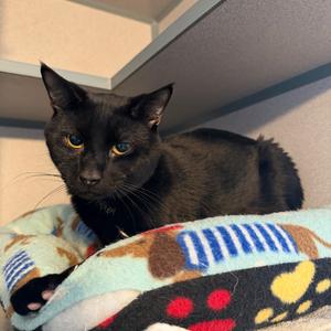 Barty, young, available for adoption