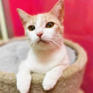 Aaliyah, adult, available for adoption