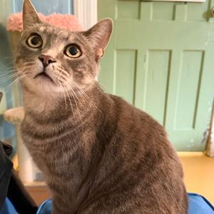 Beckett, senior, available for adoption