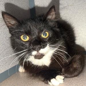 Angela, young, available for adoption