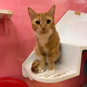 Alabama, young, available for adoption