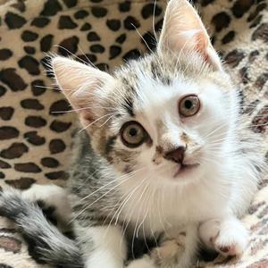 Ayla, young, available for adoption