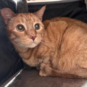 Ashland, senior, available for adoption