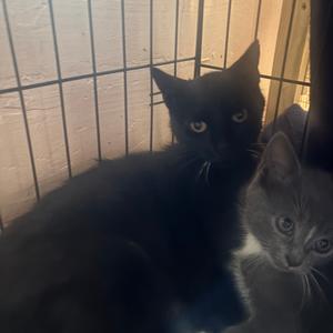 Ava, young, available for adoption