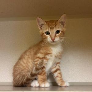A young ginger tabby kitten sitting on a shelf against a plain wall.