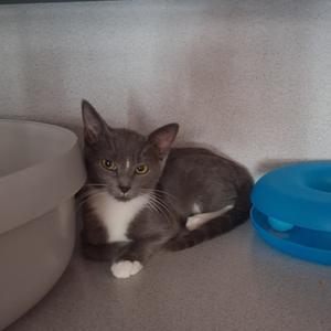 Andie, kitten, available for adoption