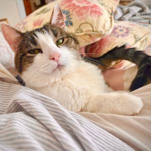 Big Boy, senior, available for adoption